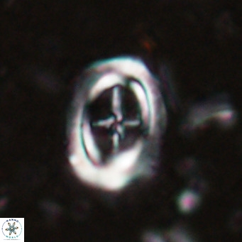 Campylosphaera dela VR 025331