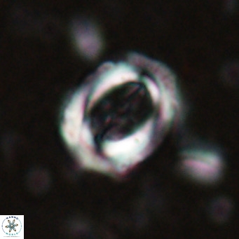 Campylosphaera dela VR 025332