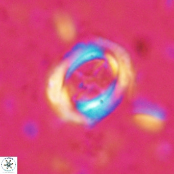 Campylosphaera dela VR 025333