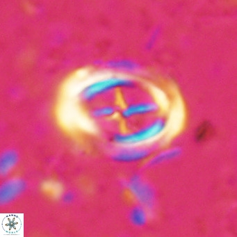 Campylosphaera dela VR 025334