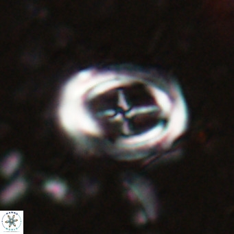 Campylosphaera dela VR 025335
