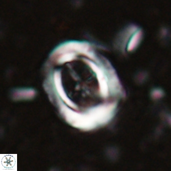 Campylosphaera dela VR 025336