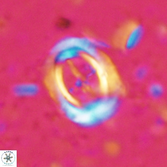 Campylosphaera dela VR 025337
