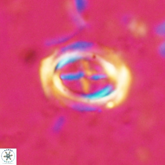 Campylosphaera dela VR 025338