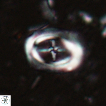 Campylosphaera dela VR 025339