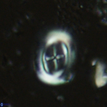 Campylosphaera dela VR 03044