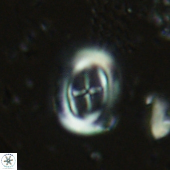 Campylosphaera dela VR 03044