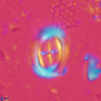 Campylosphaera dela VR 03045