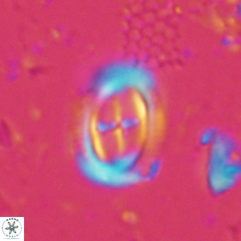 Campylosphaera dela VR 03045
