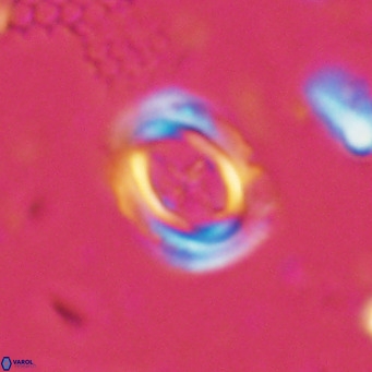 Campylosphaera dela VR 03046