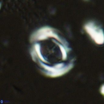 Campylosphaera dela VR 03047