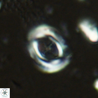 Campylosphaera dela VR 03047