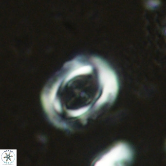 Campylosphaera dela VR 03048