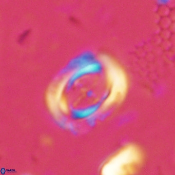 Campylosphaera dela VR 03049