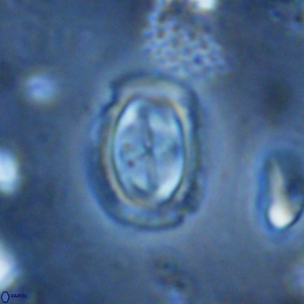 Campylosphaera dela VR 03054