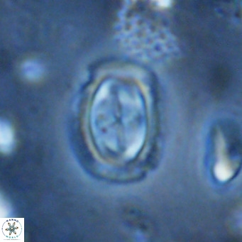 Campylosphaera dela VR 03054