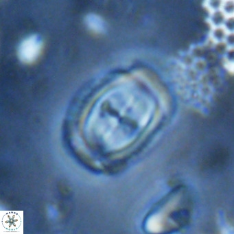 Campylosphaera dela VR 03056