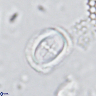 Campylosphaera dela VR 03050