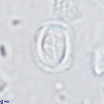 Campylosphaera dela VR 03051