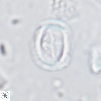 Campylosphaera dela VR 03051