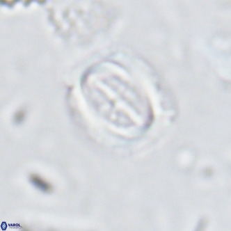 Campylosphaera dela VR 03052