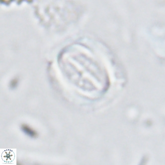 Campylosphaera dela VR 03052