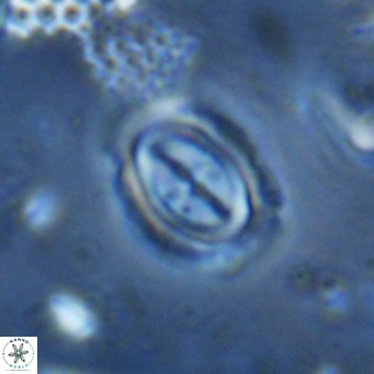 Campylosphaera dela VR 03053