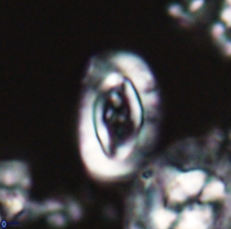 Campylosphaera eodela 22619