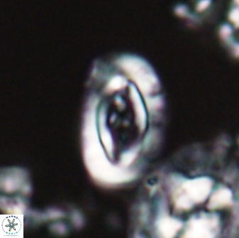 Campylosphaera eodela 22619