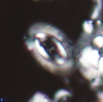 Campylosphaera eodela 22621