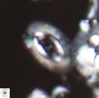 Campylosphaera eodela 22621