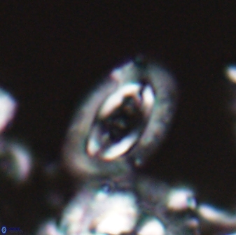 Campylosphaera eodela 22623