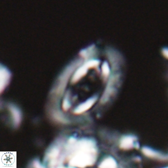 Campylosphaera eodela 22623