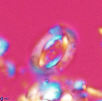 Campylosphaera eodela 22624