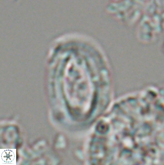 Campylosphaera eodela 22625