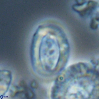 Campylosphaera eodela 22626