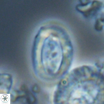 Campylosphaera eodela 22626