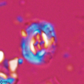 Campylosphaera eodela 25979