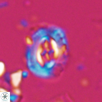 Campylosphaera eodela 25979
