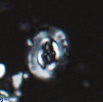 Campylosphaera eodela 25980