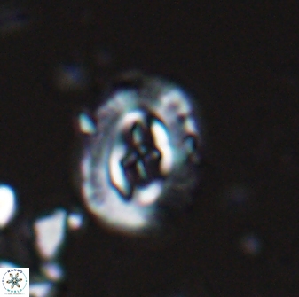 Campylosphaera eodela 25980
