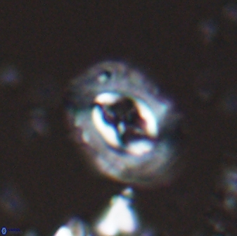 Campylosphaera eodela 25982