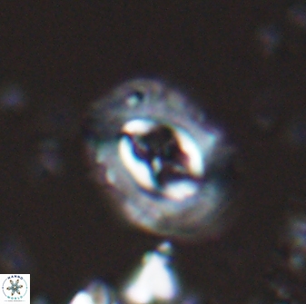 Campylosphaera eodela 25982