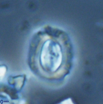 Campylosphaera eodela 25986