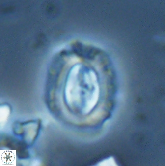 Campylosphaera eodela 25986