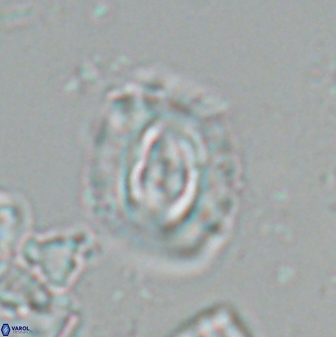 Campylosphaera eodela 25987