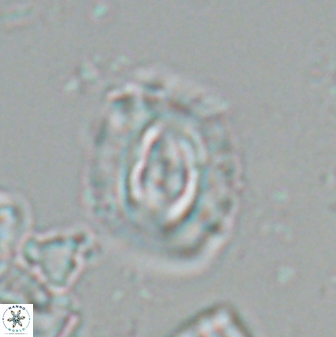 Campylosphaera eodela 25987