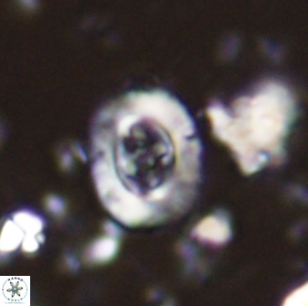 Campylosphaera eodela 42975