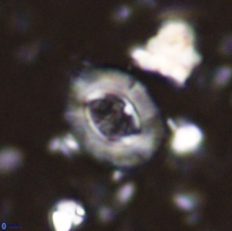 Campylosphaera eodela 42977