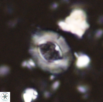 Campylosphaera eodela 42977